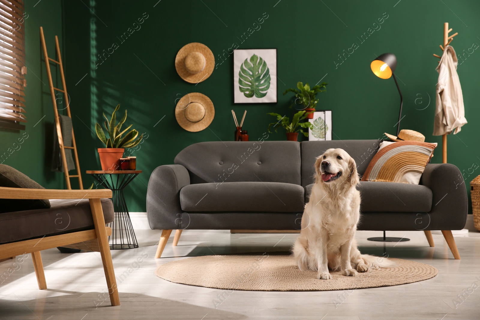 Photo of Modern living room interior. Cute Golden Labrador Retriever on floor near couch