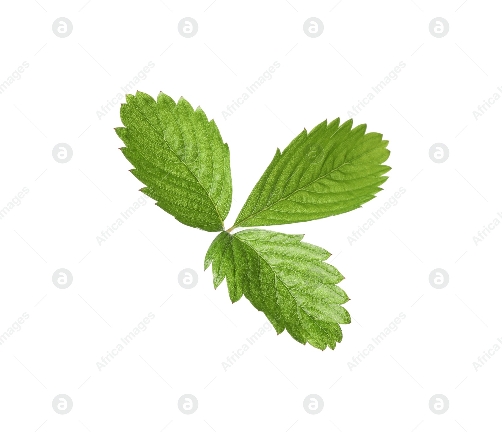 Photo of Green wild strawberry leaf isolated on white