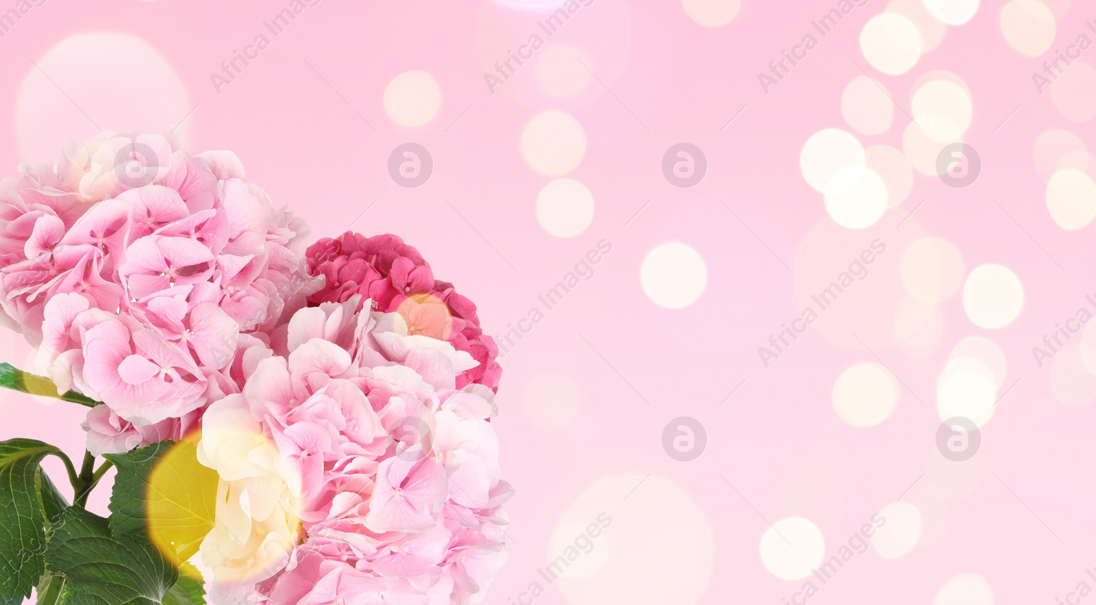 Image of Bouquet of beautiful hortensia flowers on pink background, space for text. Banner design