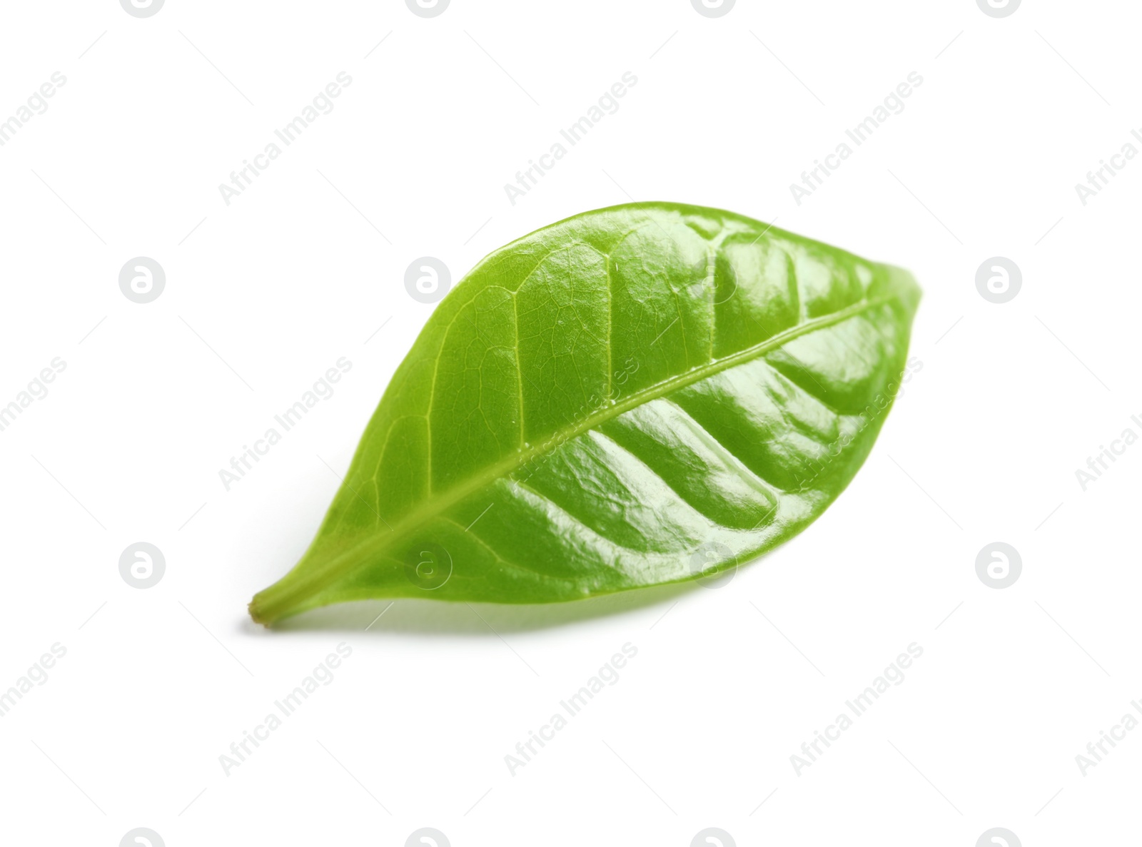 Photo of Fresh green coffee leaf with water drops isolated on white