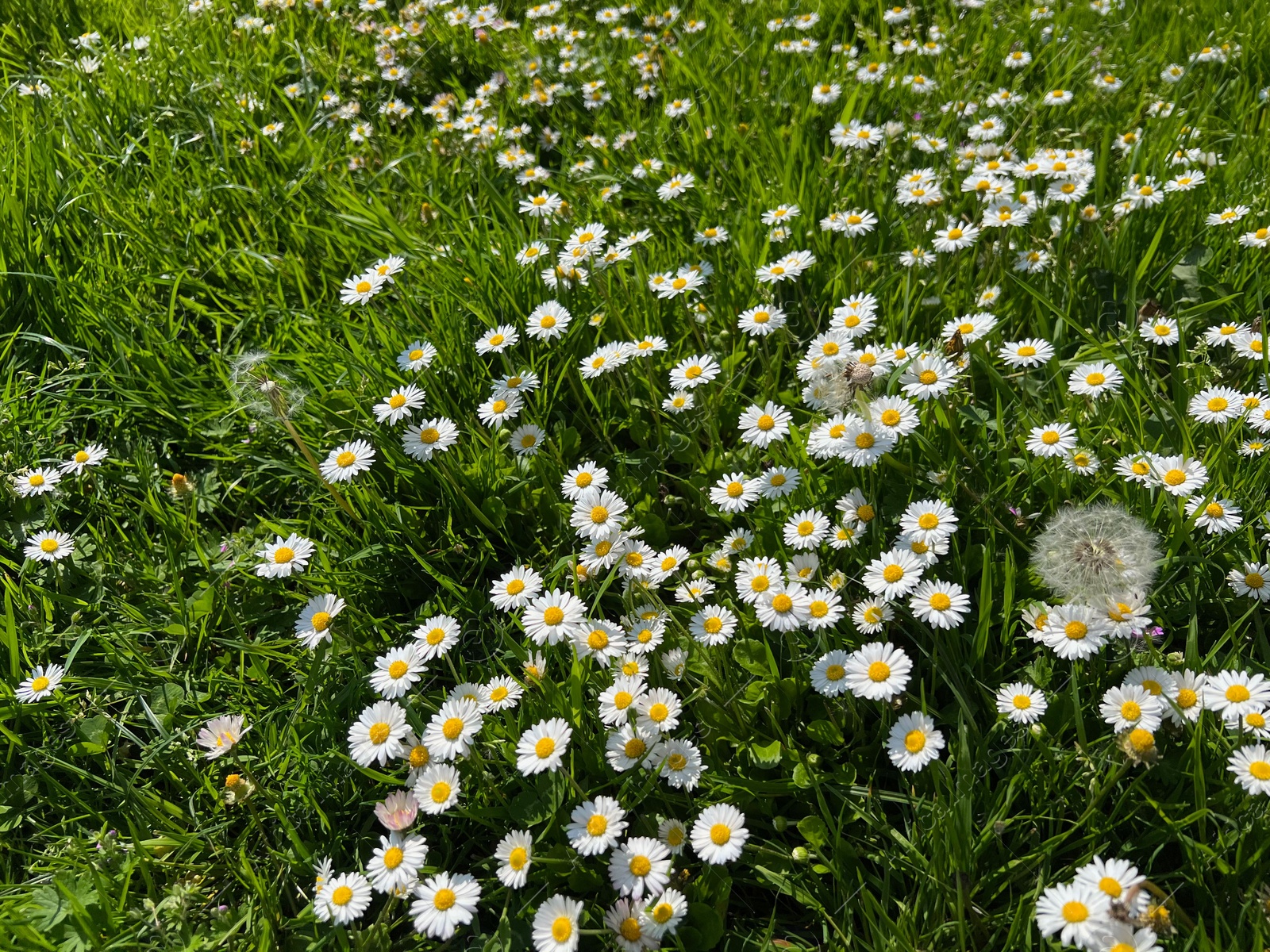 Photo of Beautiful white daisy flowers, dandelions and green grass growing outdoors