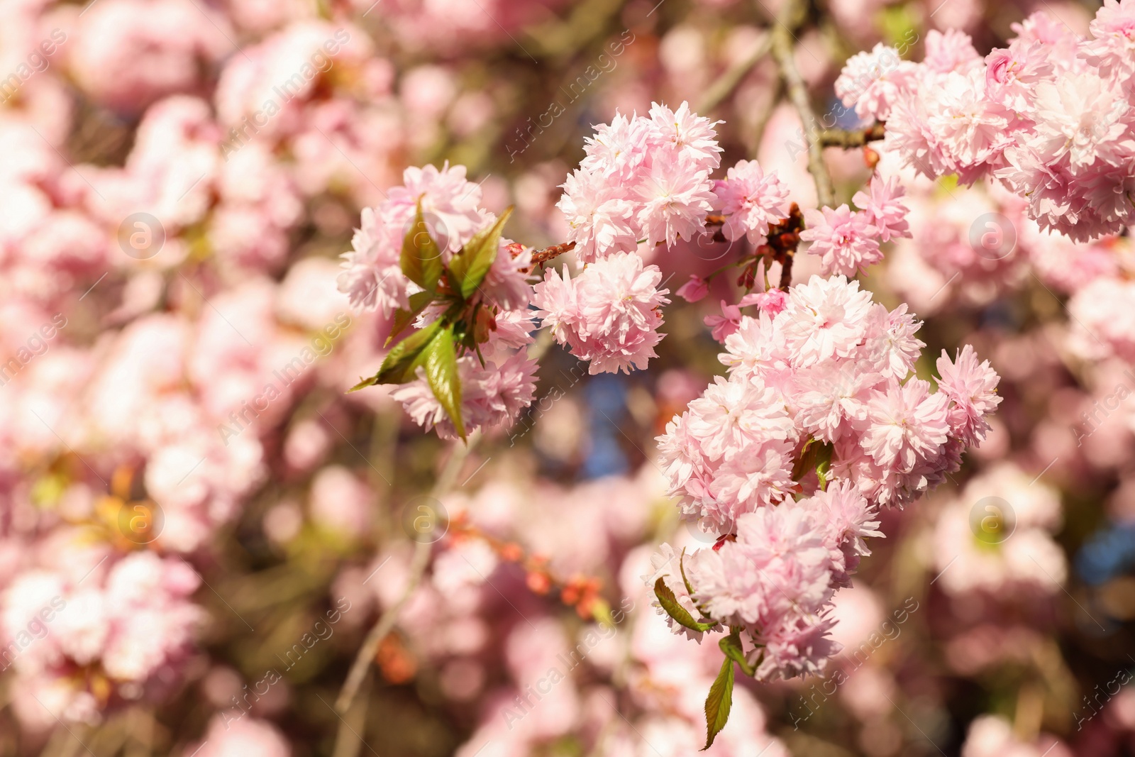 Photo of Beautiful blossoming sakura tree with pink flowers outdoors, closeup. Spring season