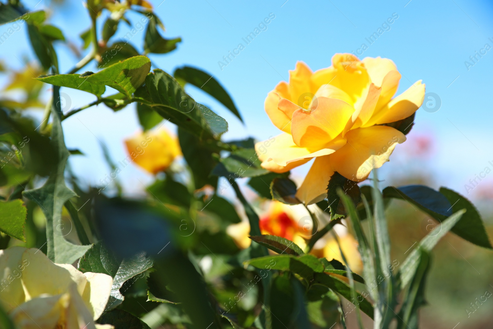 Photo of Beautiful rose in blooming garden on sunny day