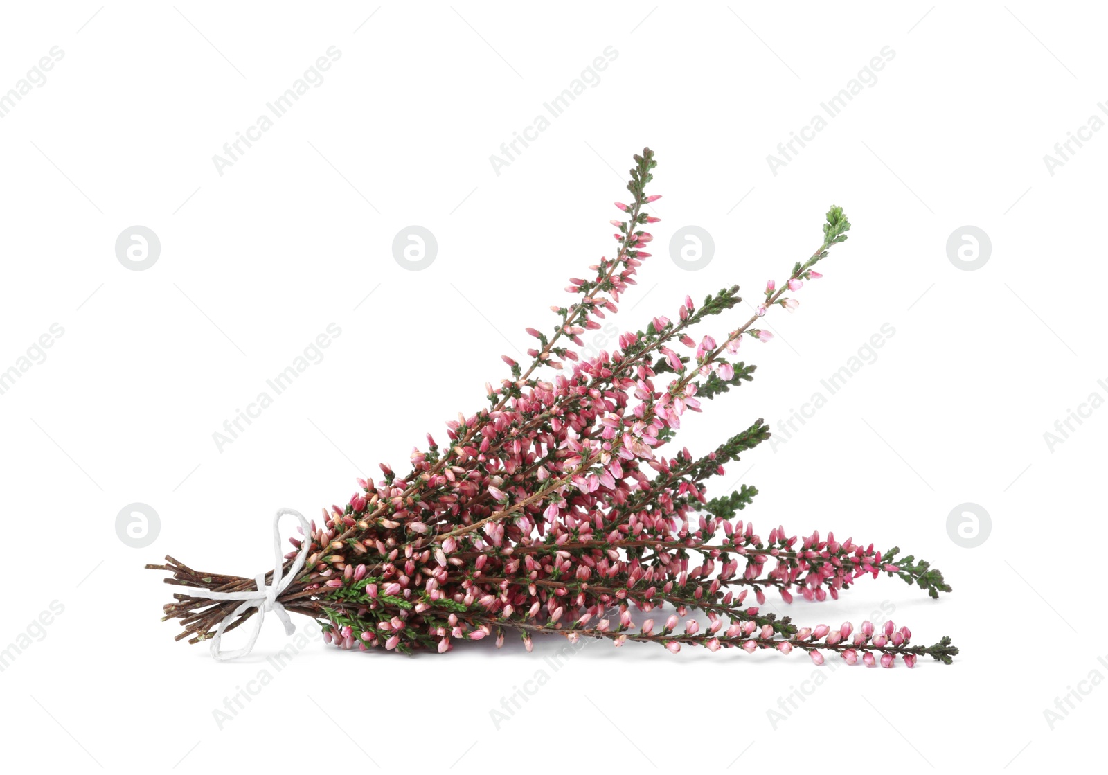 Photo of Bunch of heather branches with beautiful flowers isolated on white