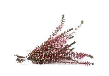 Photo of Bunch of heather branches with beautiful flowers isolated on white