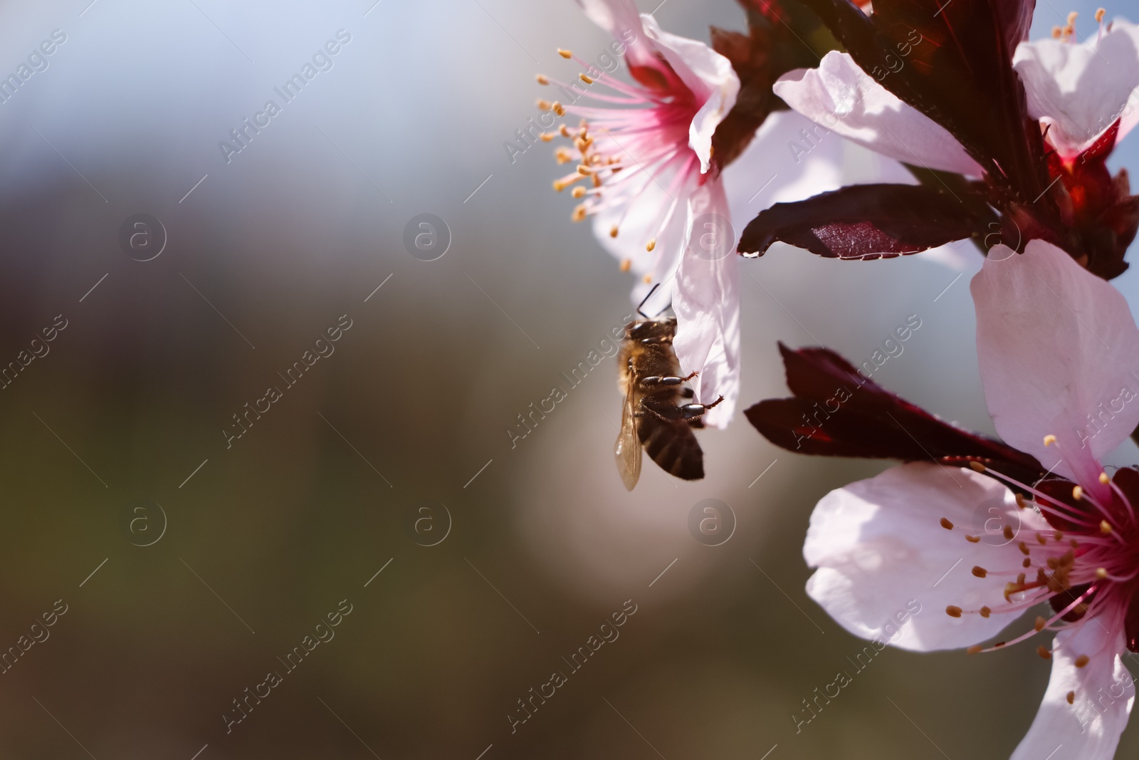 Photo of Honey bee collecting pollen from cherry blossom outdoors, closeup with space for text. Springtime