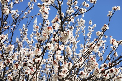 Photo of Closeup view of blossoming apricot tree on sunny day outdoors. Springtime