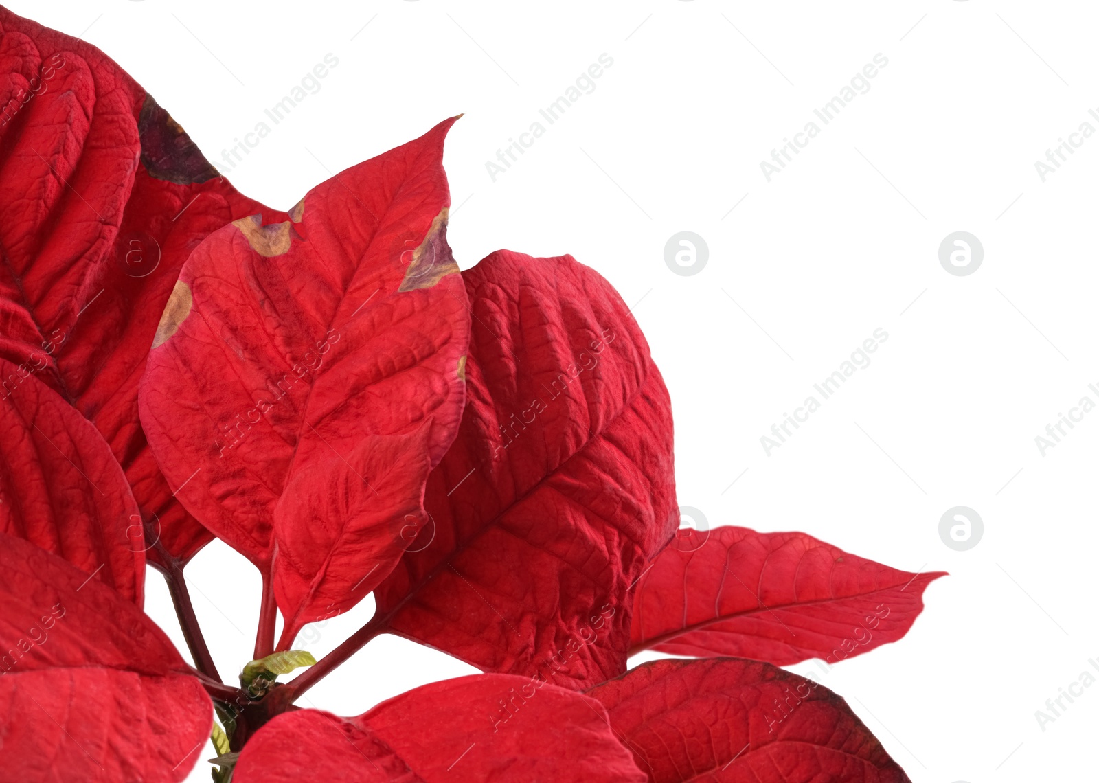 Photo of Houseplant with damaged leaves on white background, closeup