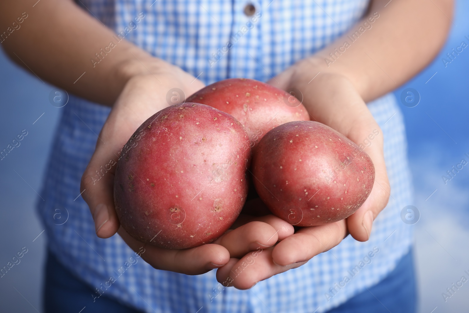 Photo of Person holding handful of fresh organic potatoes on color background