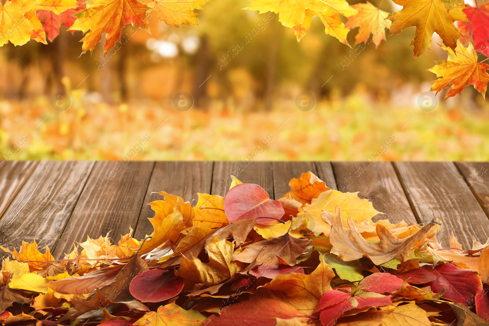 Image of Wooden surface with beautiful autumn leaves in park