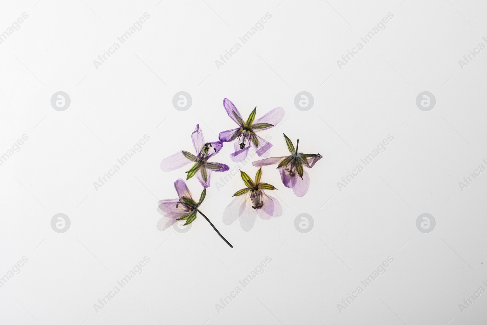 Photo of Wild dried meadow flowers on white background, top view