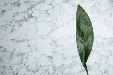 Photo of Leaf of tropical aspidistra plant on marble background, top view with space for text