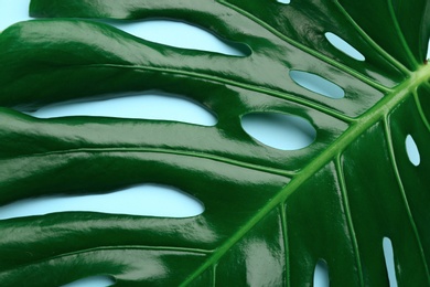 Beautiful monstera leaf on light blue background, closeup. Tropical plant