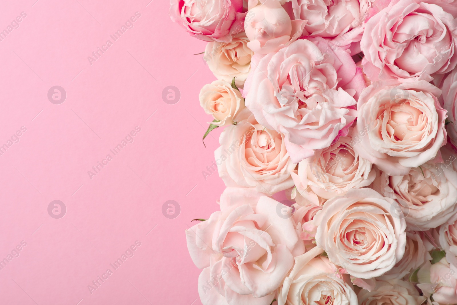 Photo of Flat lay composition with beautiful roses and space for text on color background