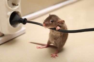 Photo of Small brown rat with electric wire near socket on floor