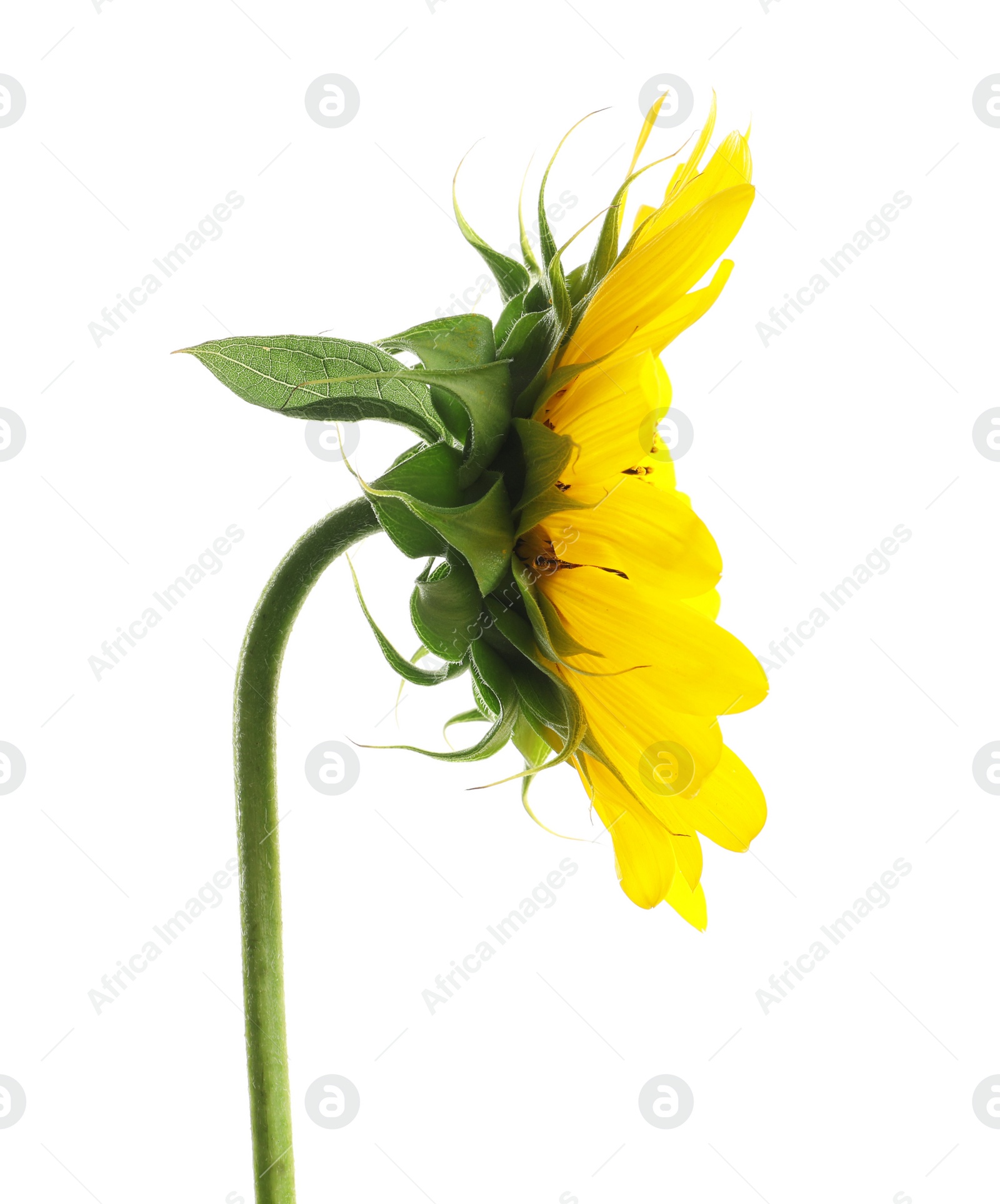 Photo of Beautiful bright yellow sunflower on white background