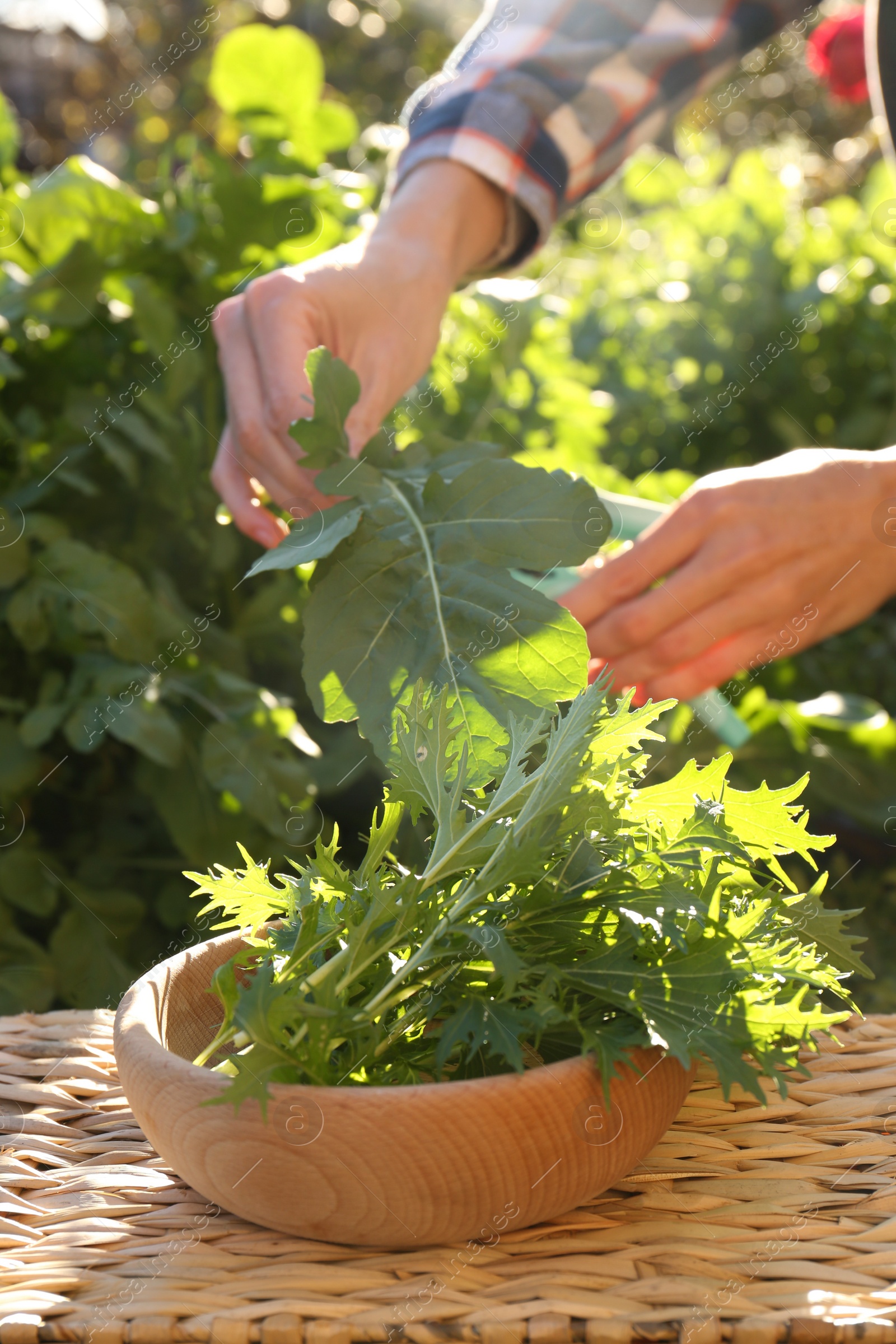 Photo of Woman putting fresh arugula leaf into bowl outdoors, closeup