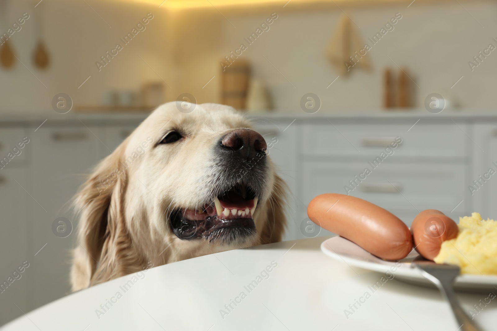 Photo of Cute hungry dog near plate with owner's food at table in kitchen