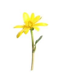 Photo of Beautiful yellow lesser celandine flower isolated on white