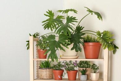 Different home plants on shelves near light wall