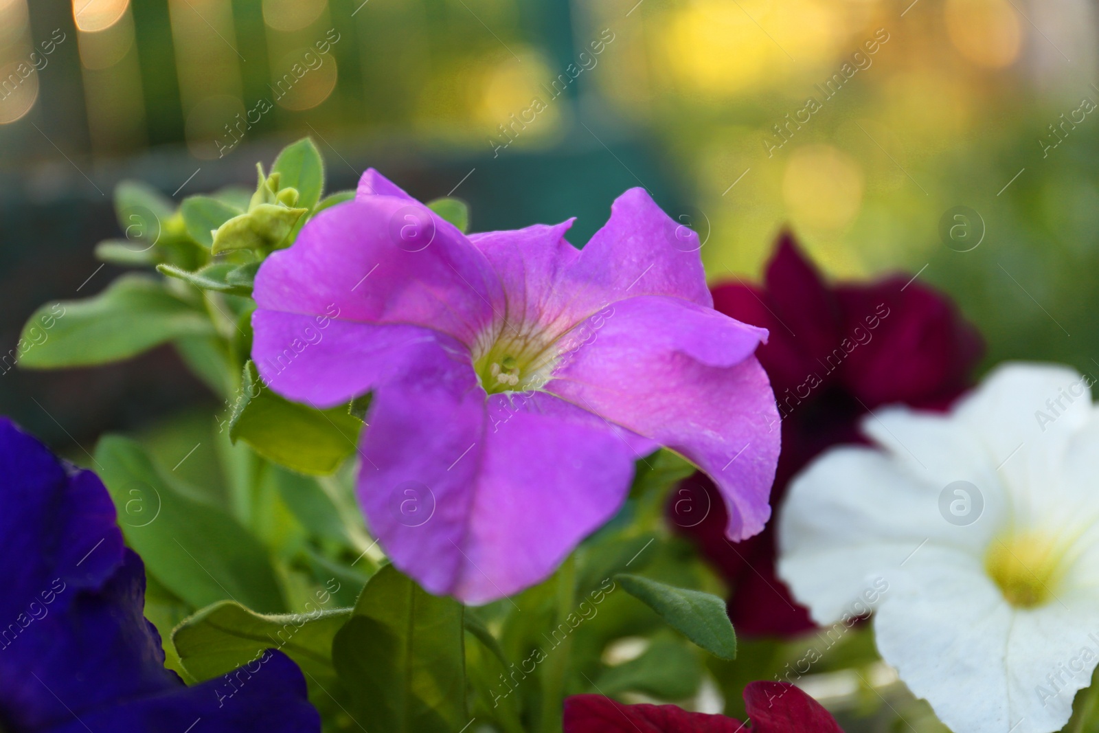 Photo of Beautiful petunia flowers outdoors on spring day, closeup