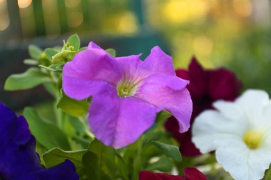 Beautiful petunia flowers outdoors on spring day, closeup