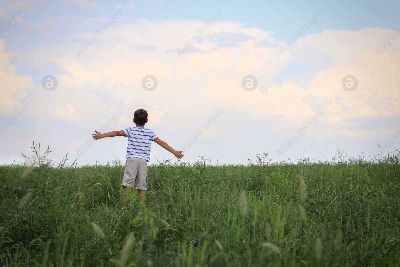 Photo of Little boy in field on sunny day, back view. Child spending time in nature