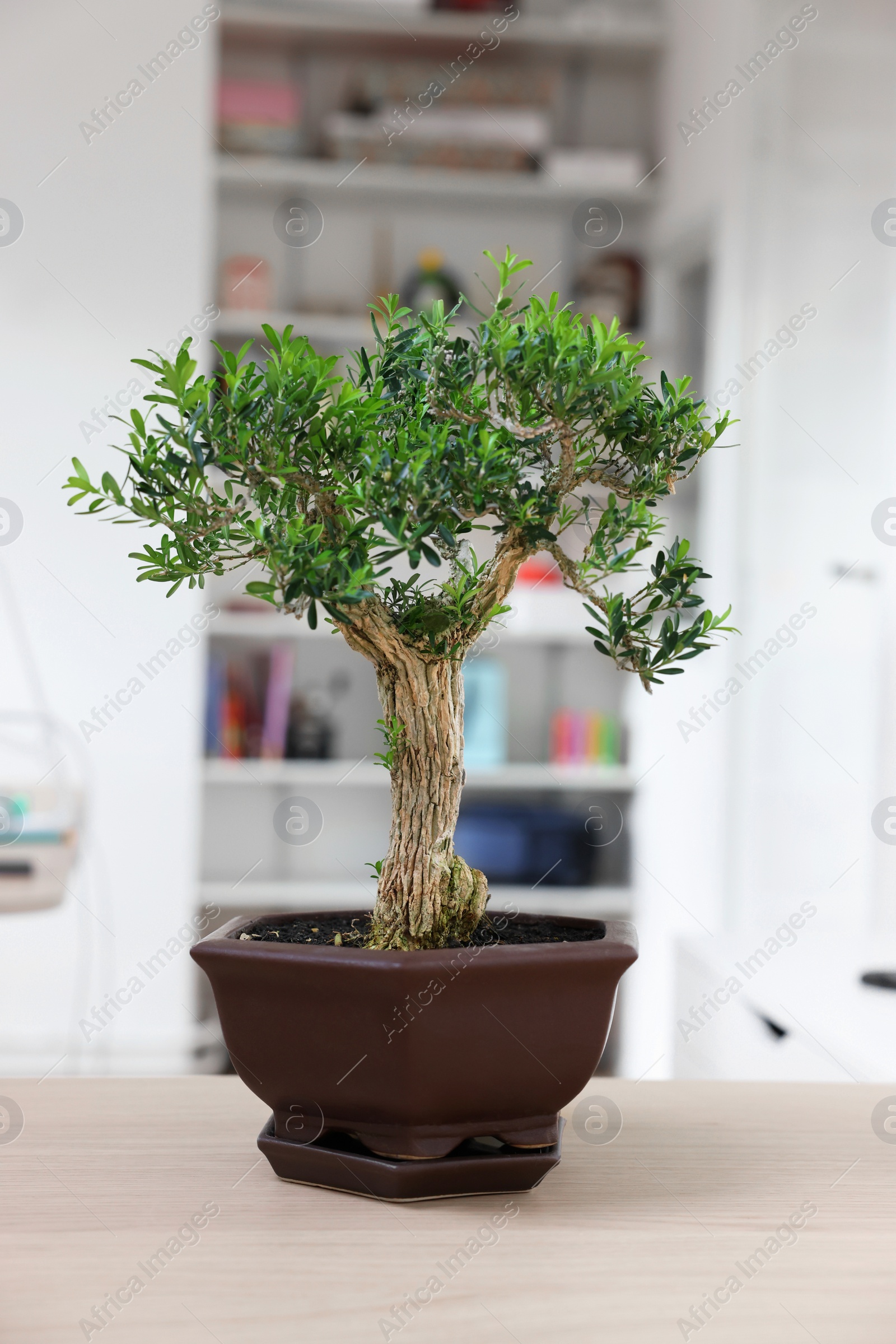 Photo of Beautiful bonsai tree in pot on wooden table indoors