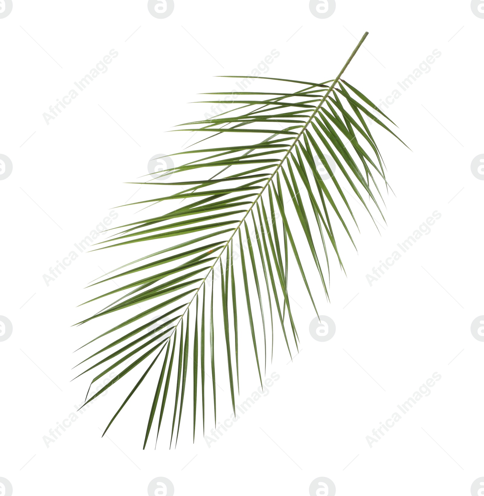 Photo of Leaf of tropical palm tree isolated on white