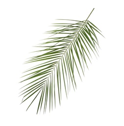 Leaf of tropical palm tree isolated on white