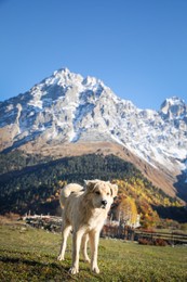 Adorable dog in mountains on sunny day