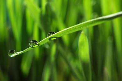 Photo of Water drops on grass blade against blurred background, closeup