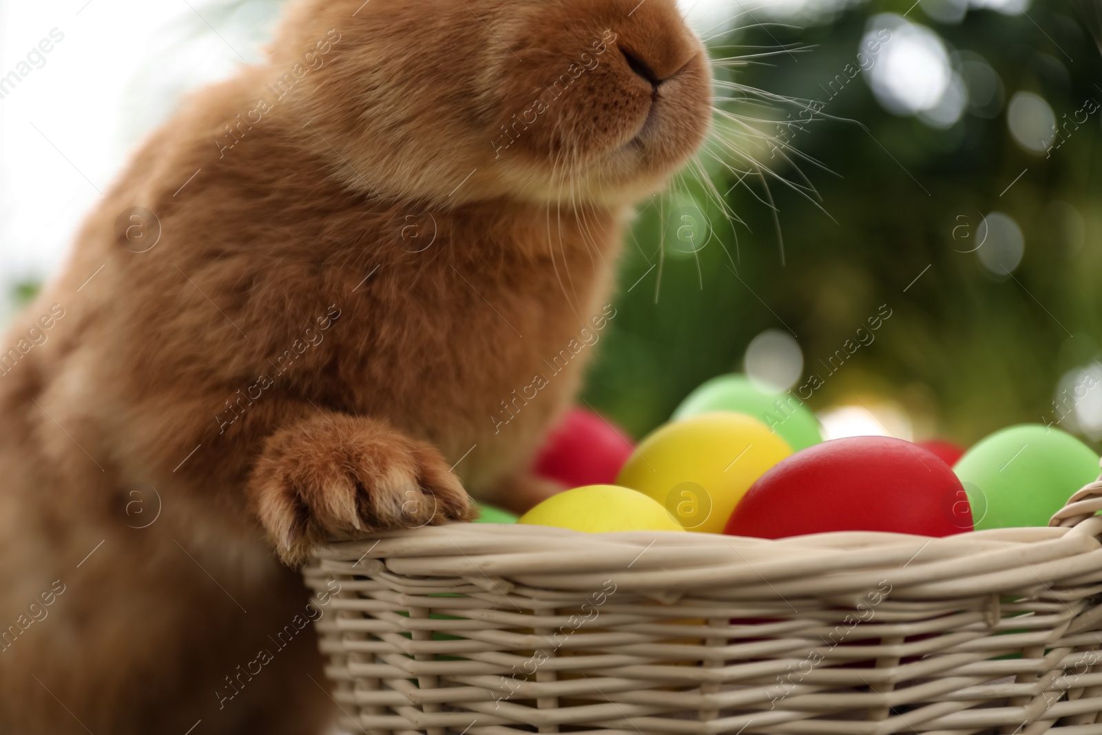 Photo of Cute bunny near basket with Easter eggs on blurred background, closeup