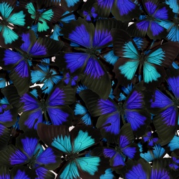 Image of Many beautiful butterflies as background. Bright insect