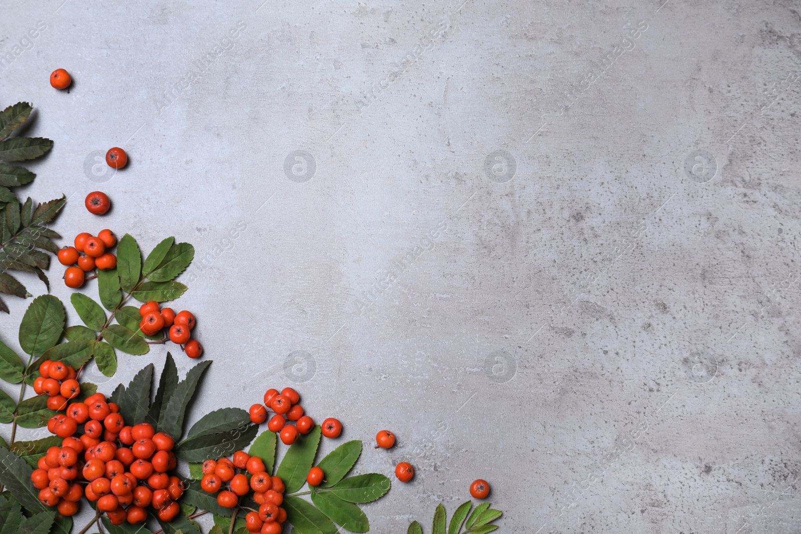 Photo of Fresh ripe rowan berries and green leaves on light grey table, flat lay. Space for text