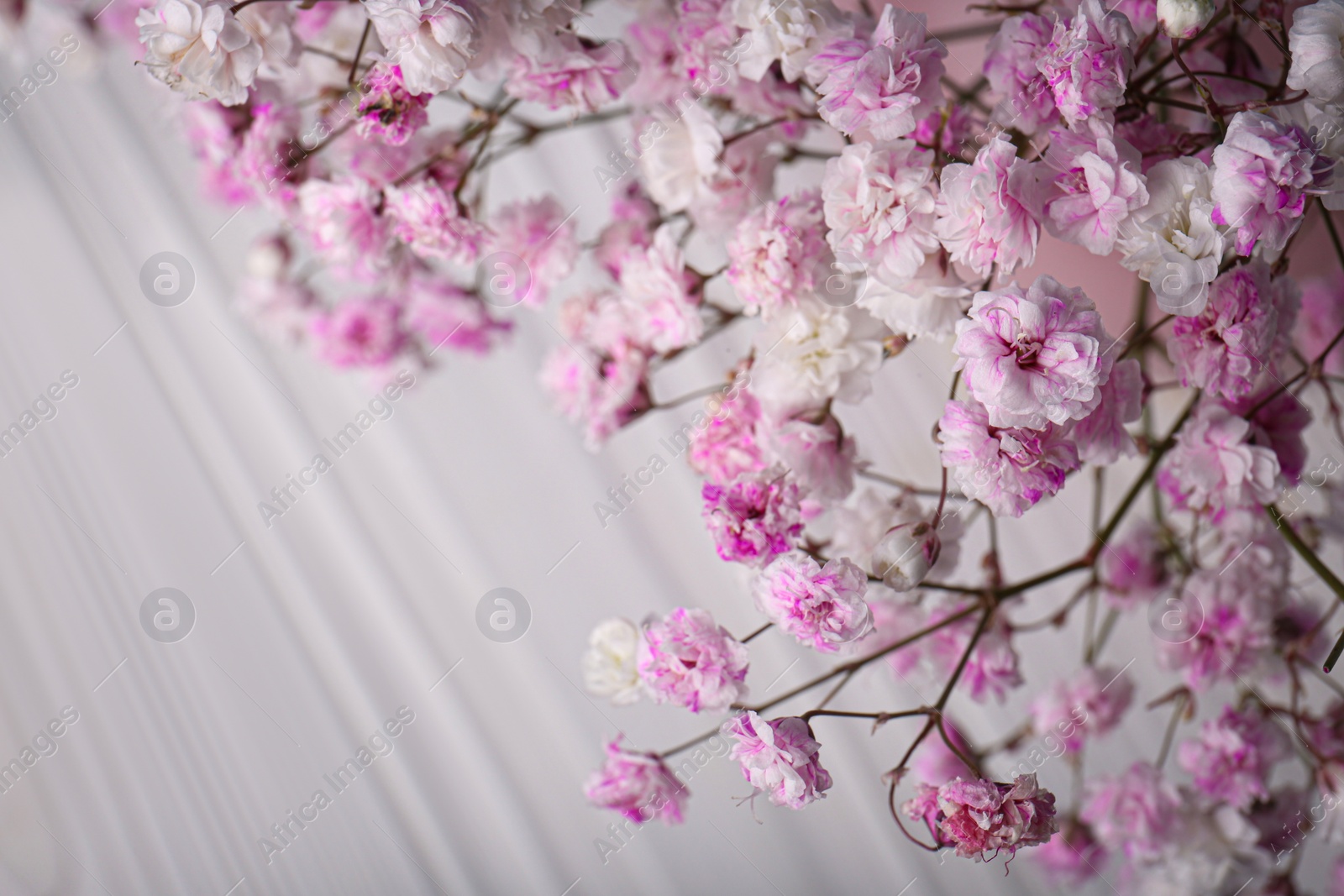 Photo of Many beautiful dyed gypsophila flowers on white background, closeup. Space for text