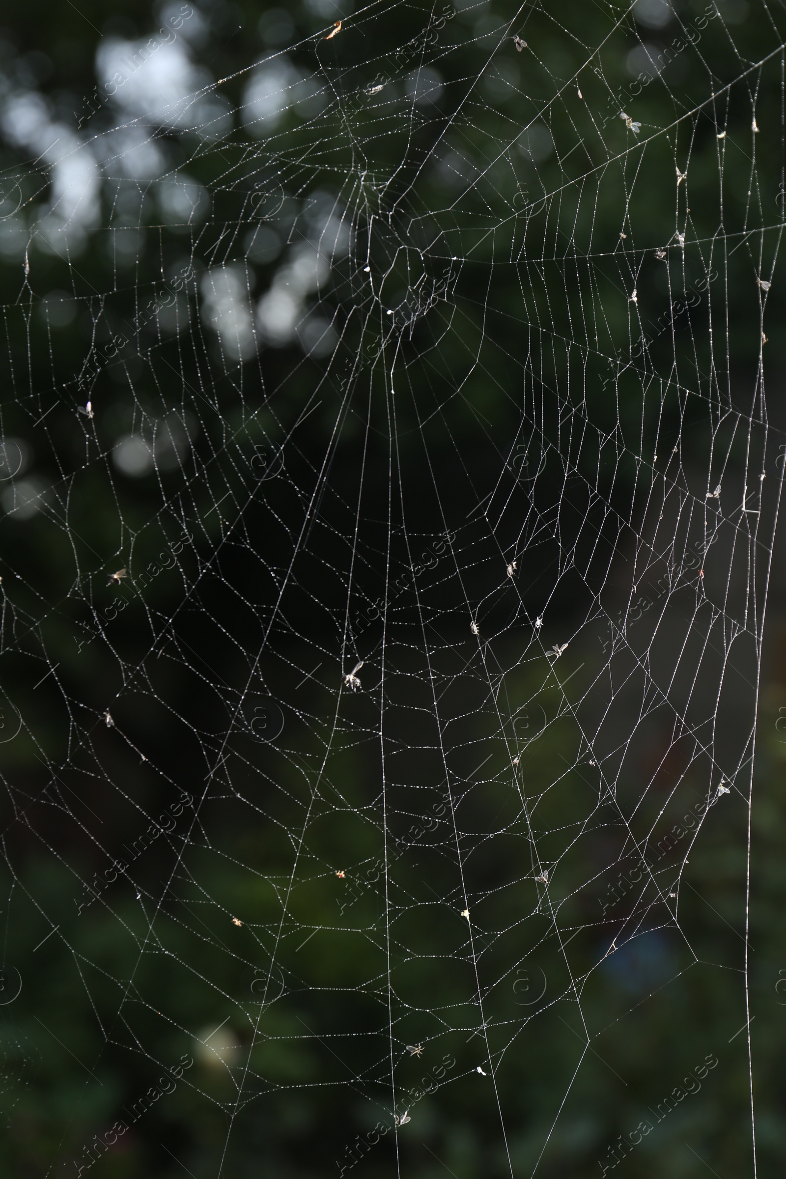 Photo of Closeup view of spiderweb with dew drops outdoors