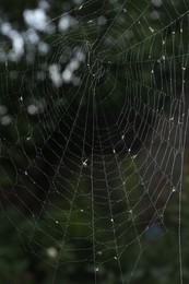 Closeup view of spiderweb with dew drops outdoors