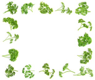 Image of Frame of green curly parsley on white background