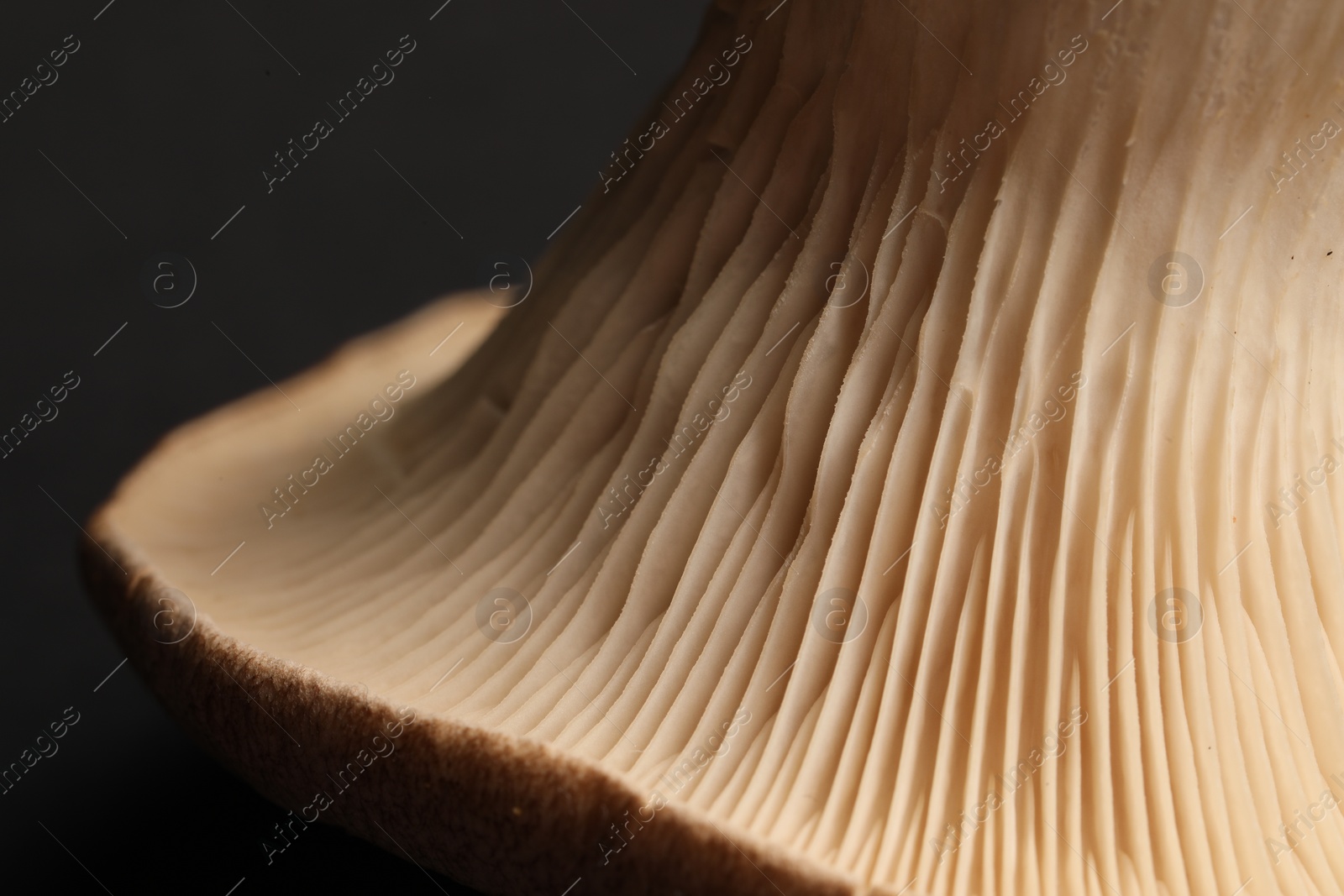 Photo of Macro photo of oyster mushroom on dark grey background