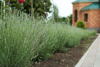 Photo of Beautiful lavender plants growing in flowerbed outdoors