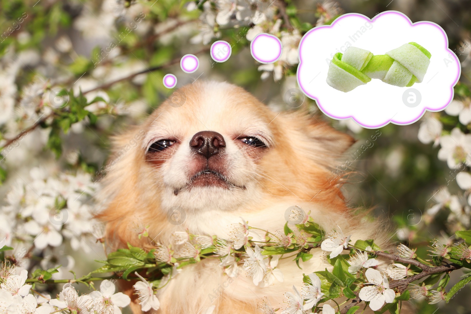 Image of Cute Chihuahua dog dreaming about tasty treat among blossoming tree branches outdoors. Thought cloud with knotted bone