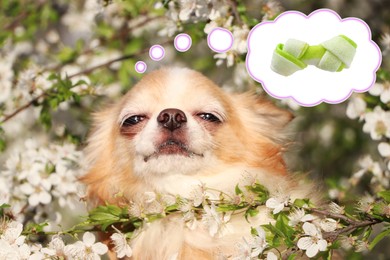 Image of Cute Chihuahua dog dreaming about tasty treat among blossoming tree branches outdoors. Thought cloud with knotted bone