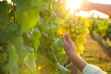 Photo of Woman holding cluster of ripe grapes in vineyard, closeup