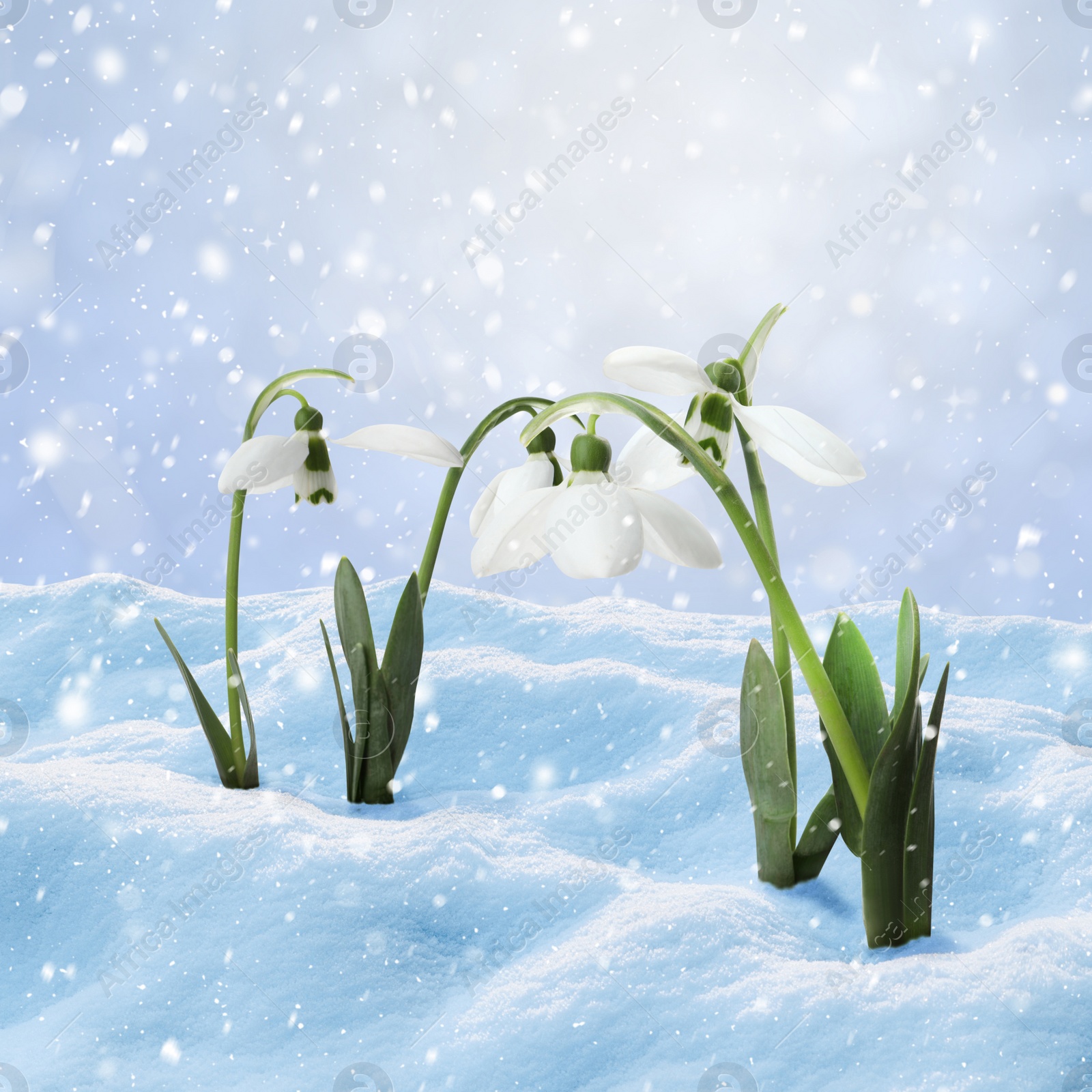 Image of Beautiful tender snowdrops outdoors. First spring flowers