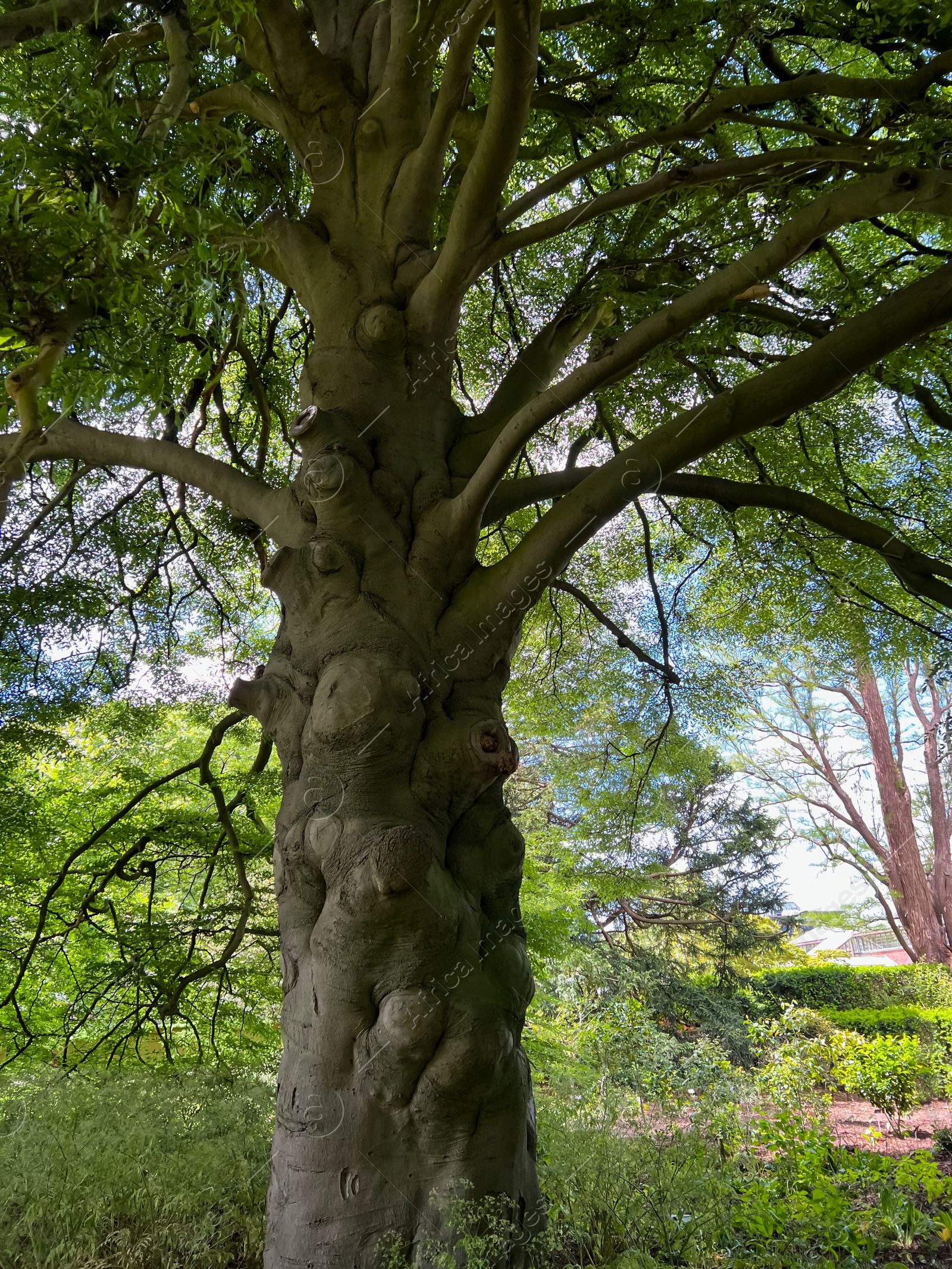 Photo of Beautiful tall tree with green leaves in park, low angle view