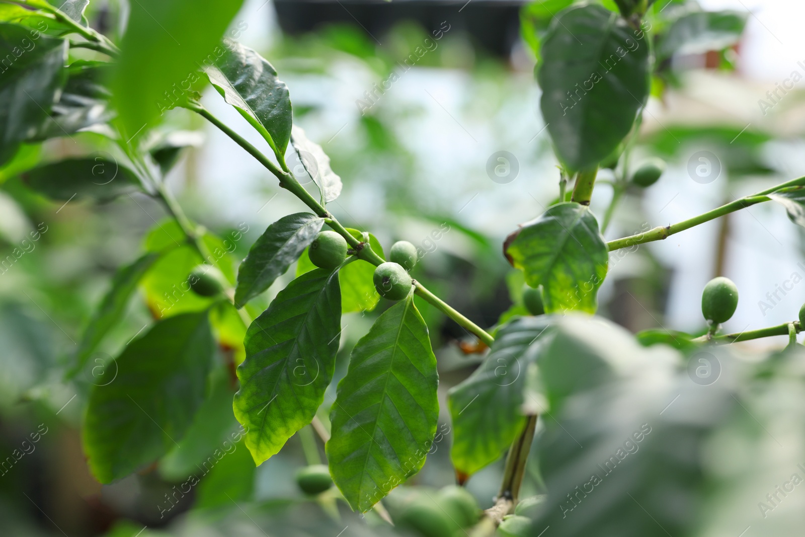 Photo of Unripe coffee fruits on tree in greenhouse, closeup