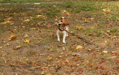 Cute Jack Russell terrier in park. Autumn walk