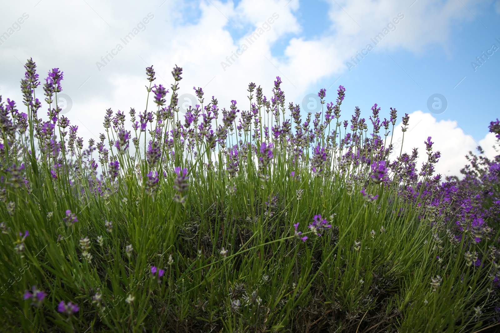 Photo of Beautiful lavender flowers growing in spring field