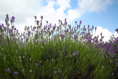 Beautiful lavender flowers growing in spring field